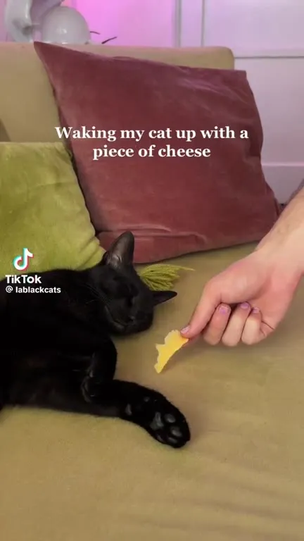 Waking the Cat With Cheese
