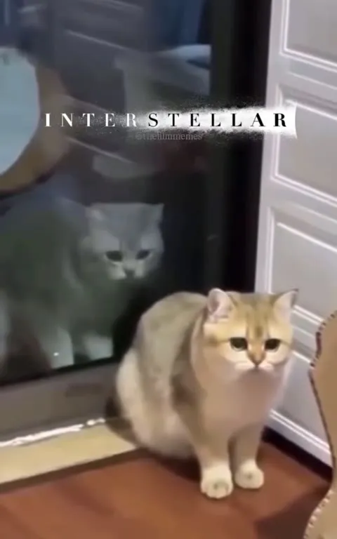 Interstellar Cat Behind Glass