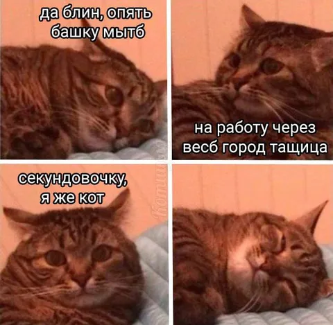 Кот не хочет идти на работу