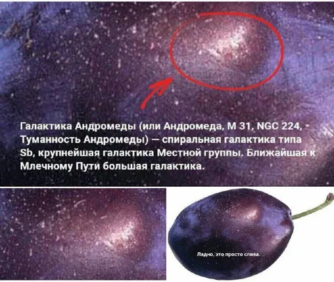 Андромеда или просто слива