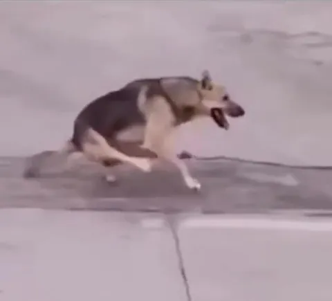 Собака бежит боком