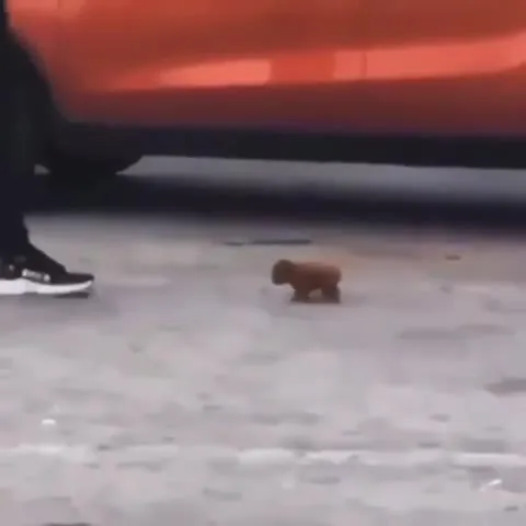 Крошечный зверёк идёт мимо машины