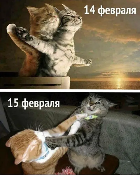 14 и 15 февраля у котов