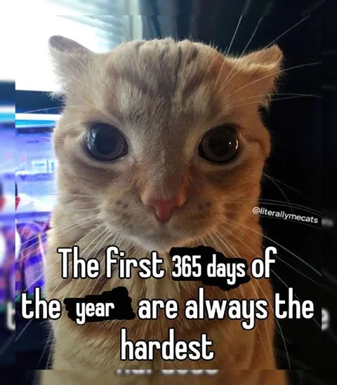 The First 365 Days