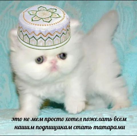 Котик желает стать татарами