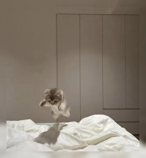 Котёнок прыгает на кровать