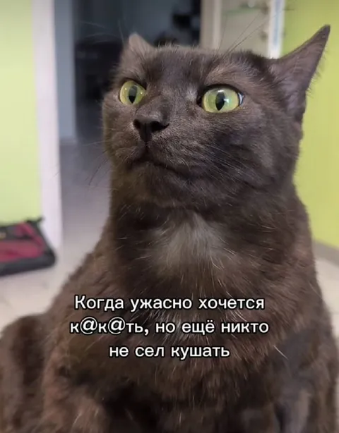 Кот хочет есть первым