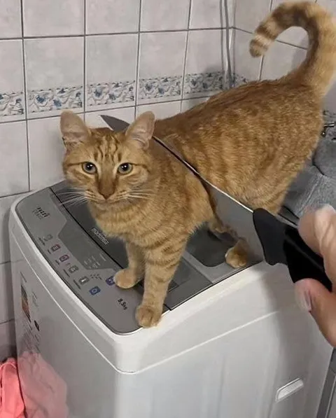 Кот в стиральной машине