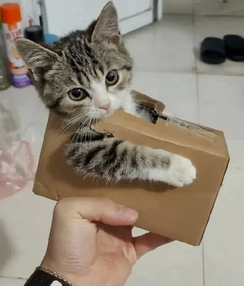Кот в картонной коробке
