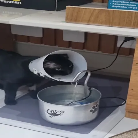 Кот пьёт из фонтанчика