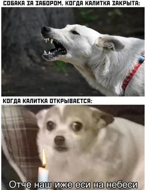 Собака за закрытой калиткой