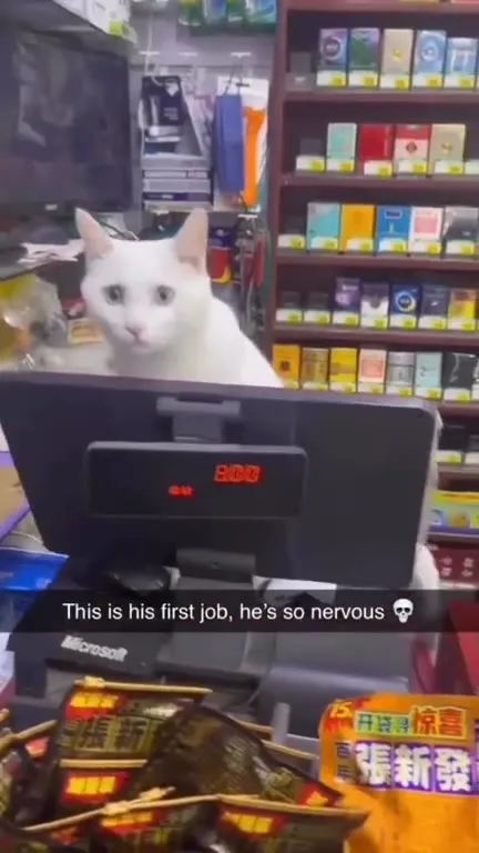 Nervous Cat's First Shift