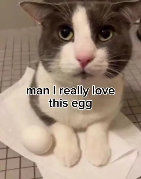 Cat Loves an Egg