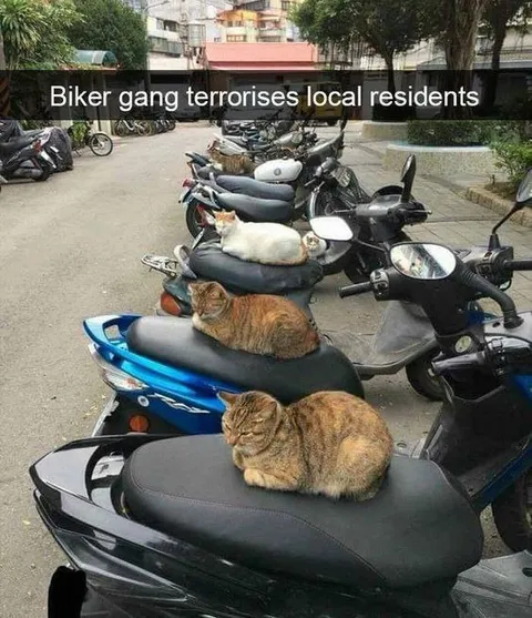 Biker Gang Cats