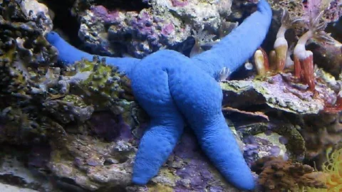 Синяя морская звезда на рифе