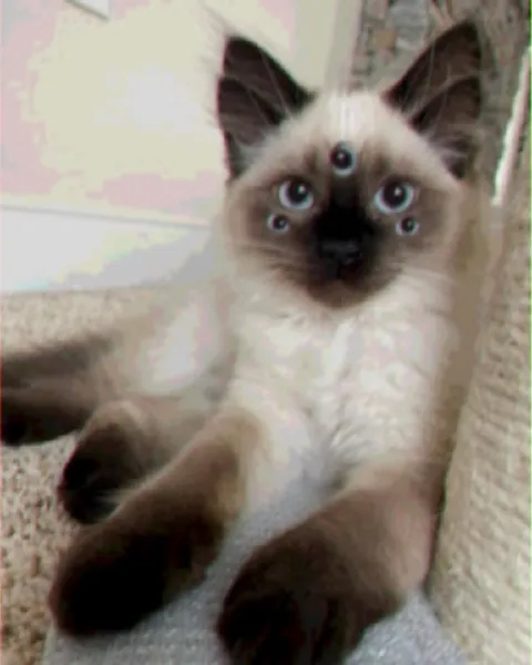 Кот с лишними глазами