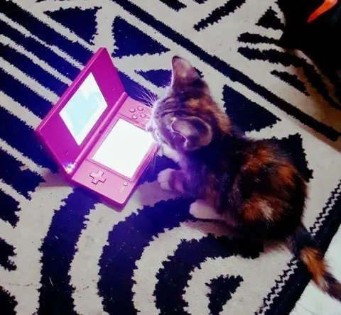 Кот играет на Nintendo DS