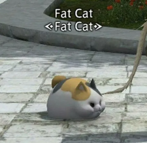 Fat Cat Rolling Meme