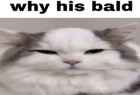 Why His Bald Cat