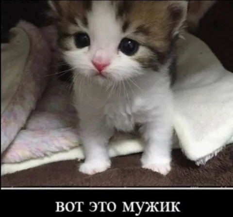 Вот это мужик котёнок