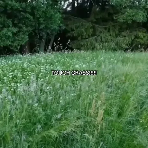 Cats Touch Grass
