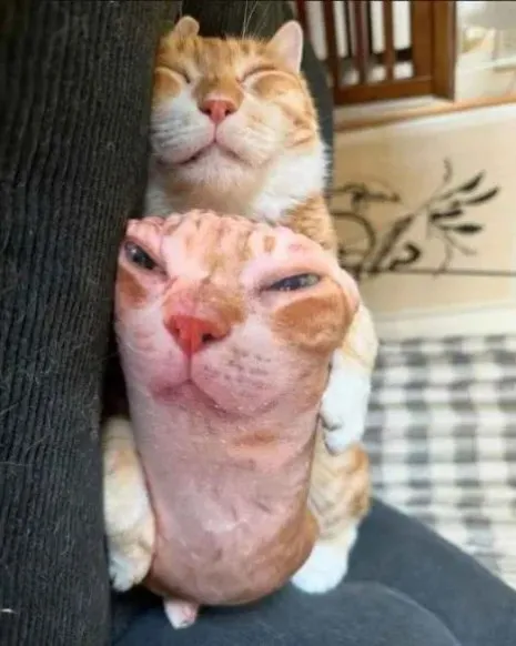 Кот на коте