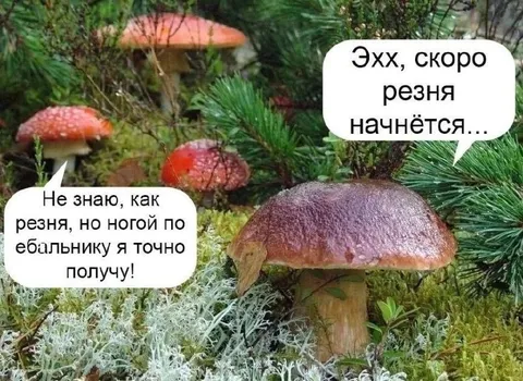 Грибы ждут сезон резни