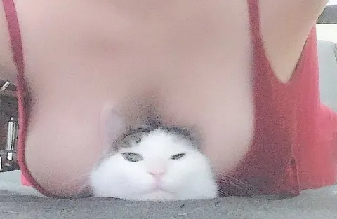 Кот под ногами