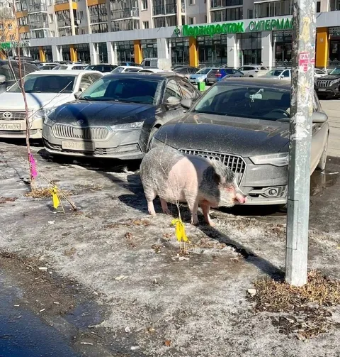 Украинская ДРГ у супермаркета