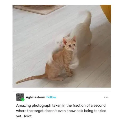 Cat About to Be Tackled