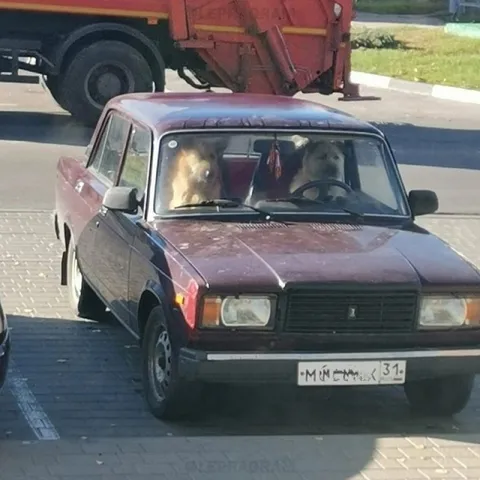 Собаки едут за рулём