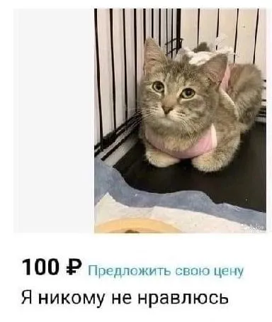 Котёнок, который никому не нравится