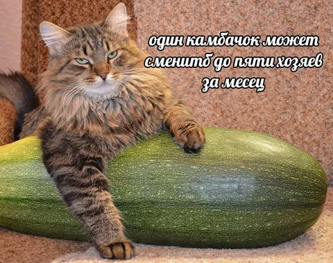 Кот на огромном кабачке