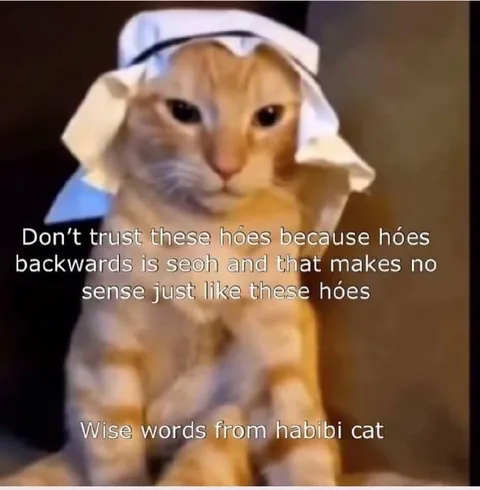 Habibi Cat Wise Words