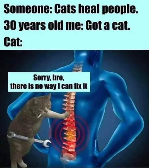 Cats Heal People Meme
