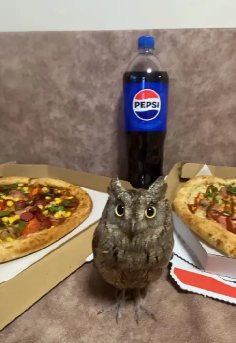Owl Between Two Pizzas