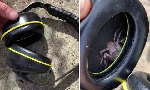 Паук в наушниках