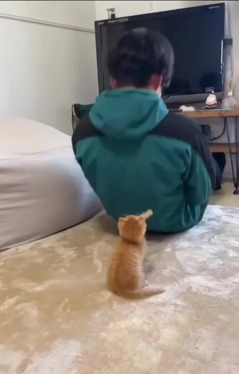 Котёнок не отпускает хозяина