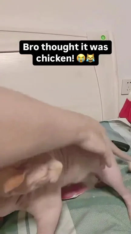 Sphynx Cat Mistakes Cat for Chicken