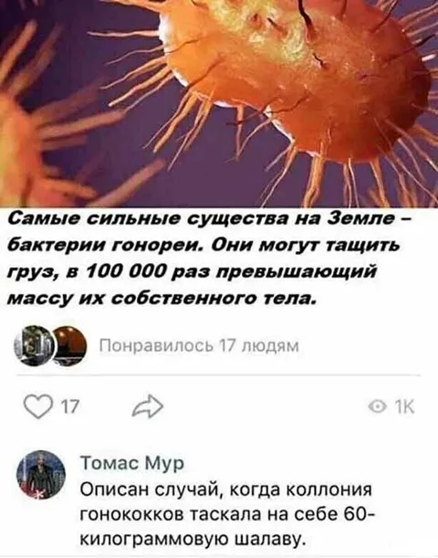 Коллония гонококков тащит шалаву