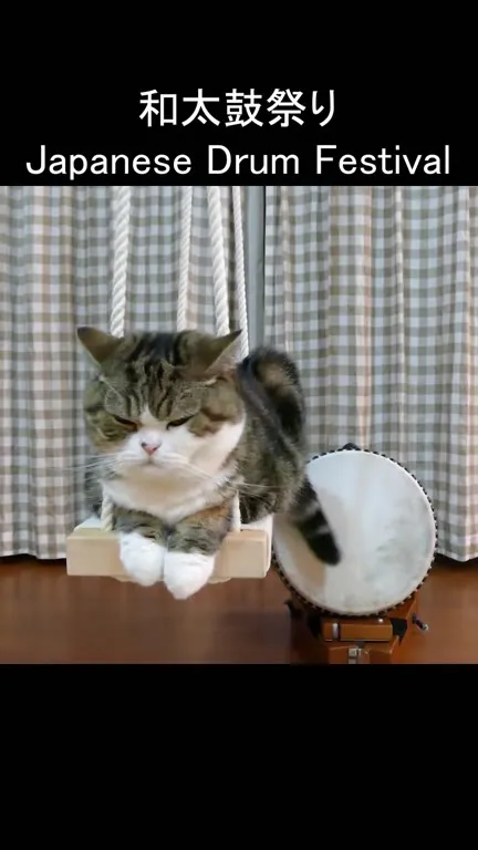 猫の和太鼓祭り
