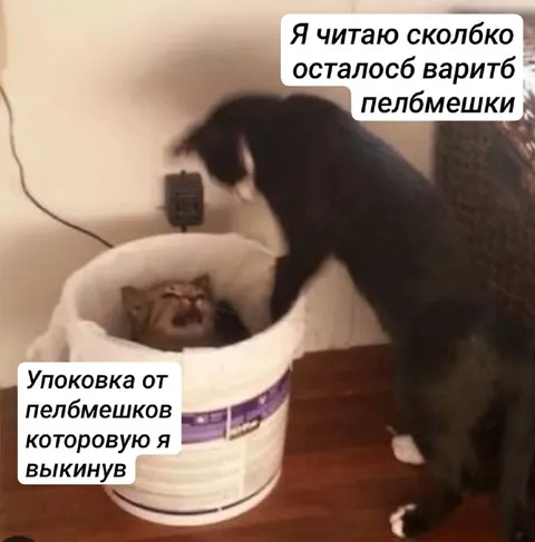 Кот считает пельмешки