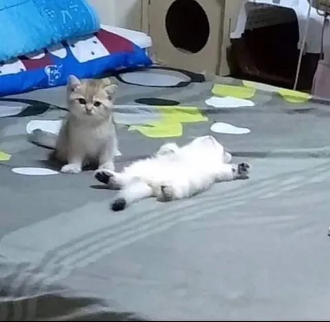 Котёнок смотрит на лежащего кота