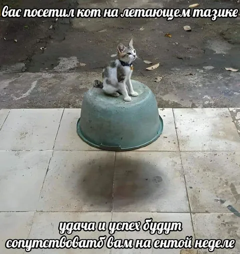 Кот на летающем тазике