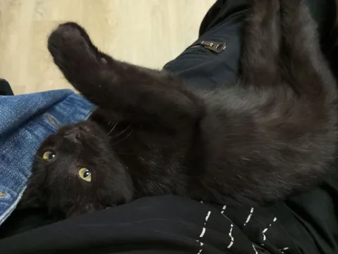 Кот мешает работать