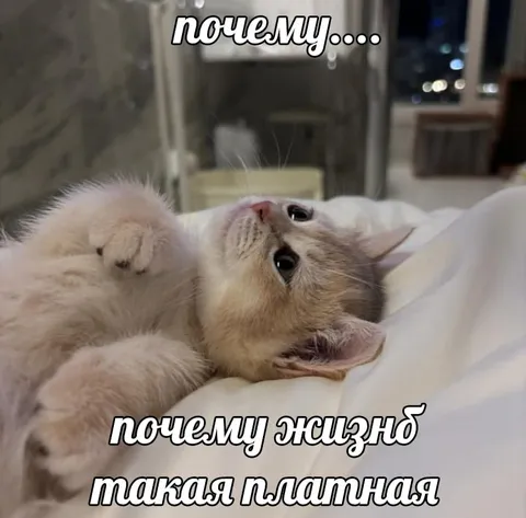 Почему жизнь такая платная