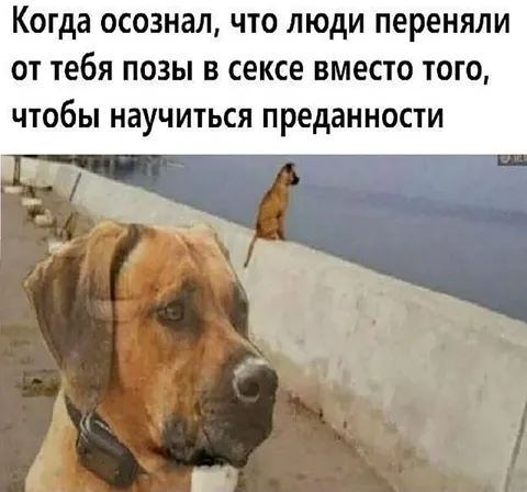 Пёс узнал правду о людях