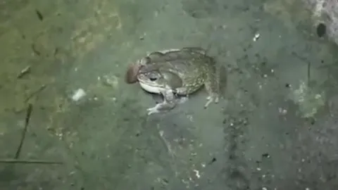 Жаба на расслабоне