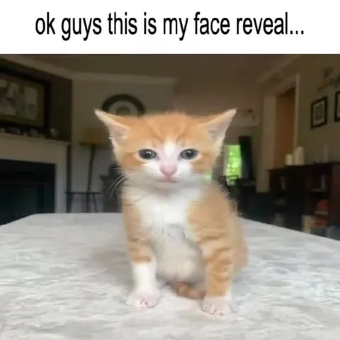 Kitten Face Reveal