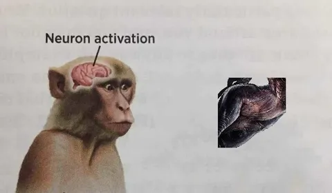 Neuron Activation Monkey